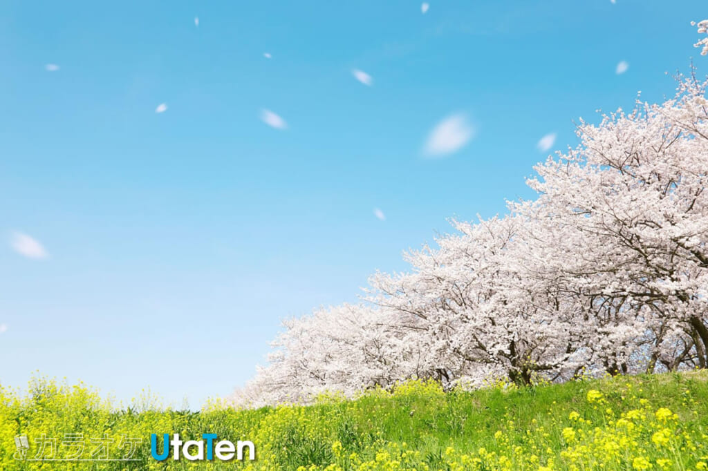 さくら 桜と名のつくおすすめソング特集 ランキング 歌詞 歌手紹介 カラオケうたてん